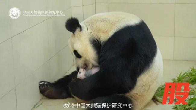 官方回应“全网最黑”大熊猫 打滚沾泥变黑