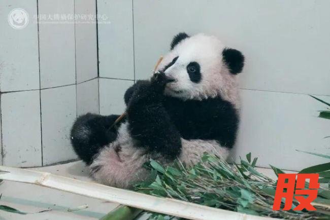 官方回应“全网最黑”大熊猫 打滚沾泥变黑
